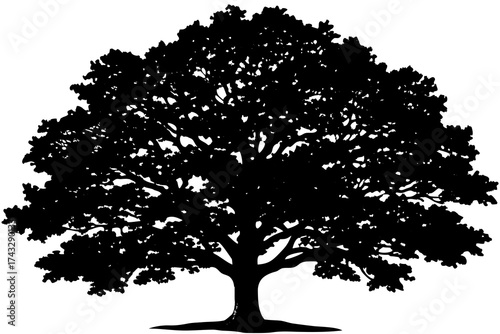 Black silhouette of a large oak tree on white background