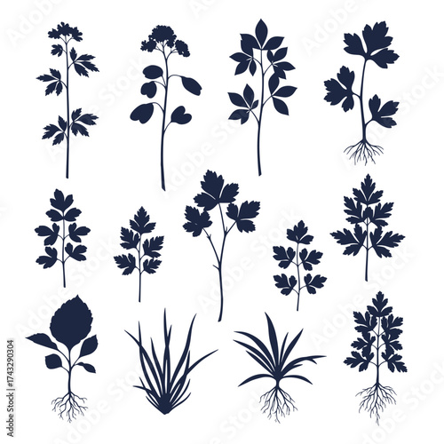 Collection of botanical illustrations depicting various plant species with roots