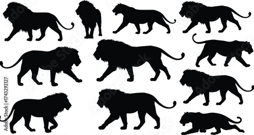 Lion silhouette collection, wild animal poses, African wildlife vector, predator shapes, walking lion, crouching lion, standing lion, stock illustratio