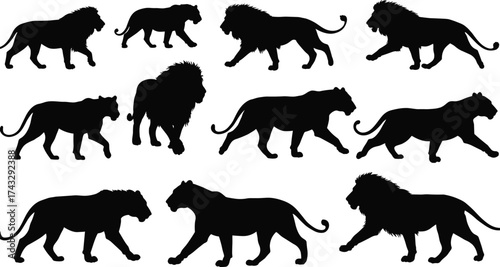 Lion silhouette, lioness silhouette, wild animal pose, African wildlife, big cat illustration, walking lion, standing lion, majestic predator, safari art, feline anatomy