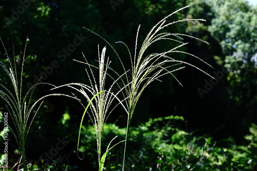 日本の秋を象徴する花