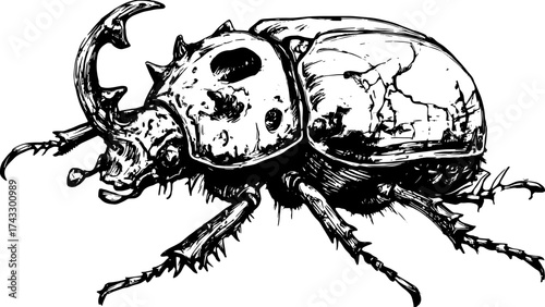 Vintage beetle illustration in black and white line drawing style. Detailed engraving set capturing nature and entomology in vector format.