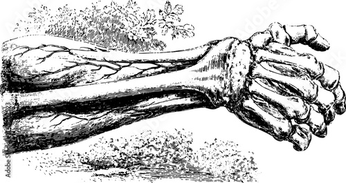 Anatomical arm and hand illustration in vintage style. Detailed line drawing set showcasing skeletal structure in black and white. Vector art.