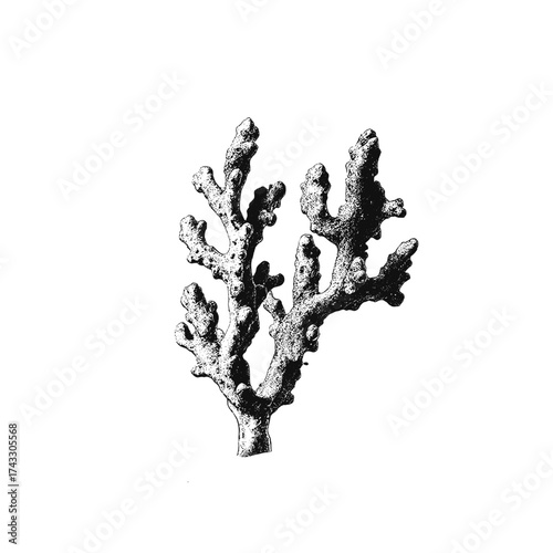 Abstract reef. Isolated coral on white background