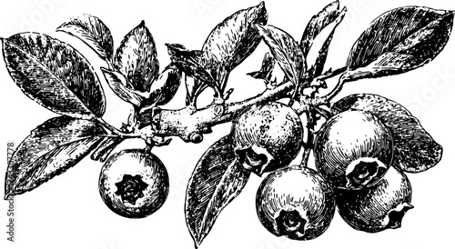 Black and white vintage illustration of a blueberry branch with leaves. This detailed outline drawing is a botanical vector illustration.