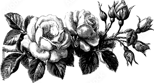 Rose engraving set. Vintage hand-drawn flower vector illustration with detailed petals and leaves, showcasing classic botanical design.