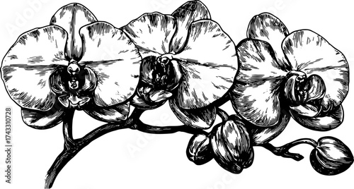 Orchid flower with detailed petals and stem shown in monochrome ink sketch. Vintage floral vector illustration in black and white.