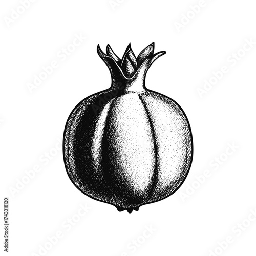 Isolated fruit on white background. Hand drawn style pomegranate