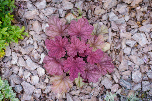 Heuchera Berry Smoothie With Vivid Pink Leaves