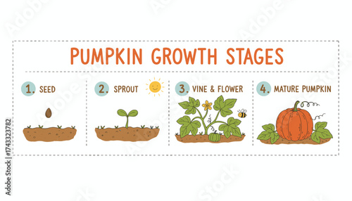 Illustrated pumpkin growth stages seed sprout vine and mature pumpkin Educational graphic