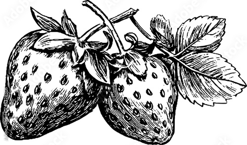 Black and white vintage illustration of strawberries. Detailed outline drawing presented as a classic vector set.