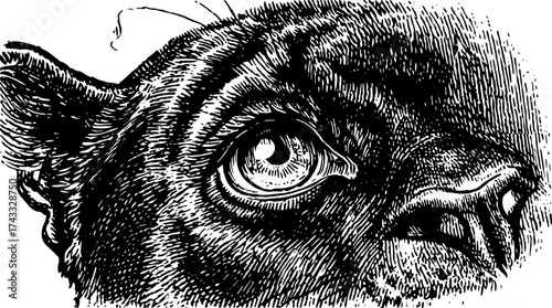 Dog portrait in vintage style with detailed eye and furry head. Realistic vector illustration showcasing the curiosity of a canine.