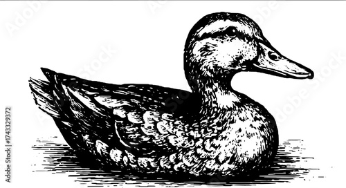 Vintage duck illustration in black outline style. Detailed engraving set featuring nature and wildlife themes in vector art.