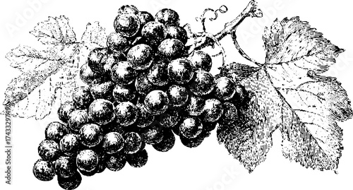 Vintage engraving of grapes with detailed leaves. This black and white vector illustration represents nature's fruit in a classic art style.
