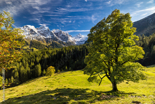 sycamore maple (Acer pseudoplatanus) in Rosenlaui in the Bernese Alps in autumn