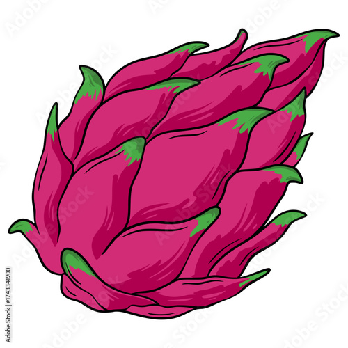 Dragon Fruit Illustration