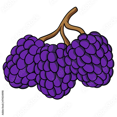 Purple Grape Fruit Illustration
