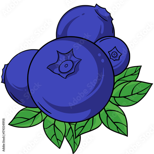 Blueberry Illustration Digital Drawing