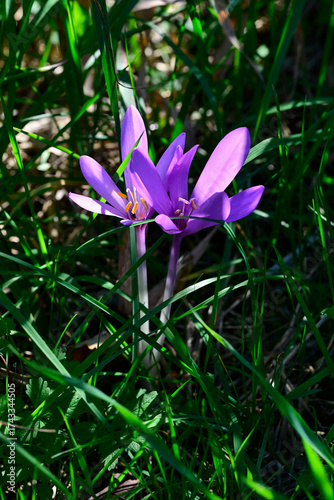 Herbstzeitlose // Autumn crocus (Colchicum autumnale) - Naturpark Murnauer Moos, Bayern