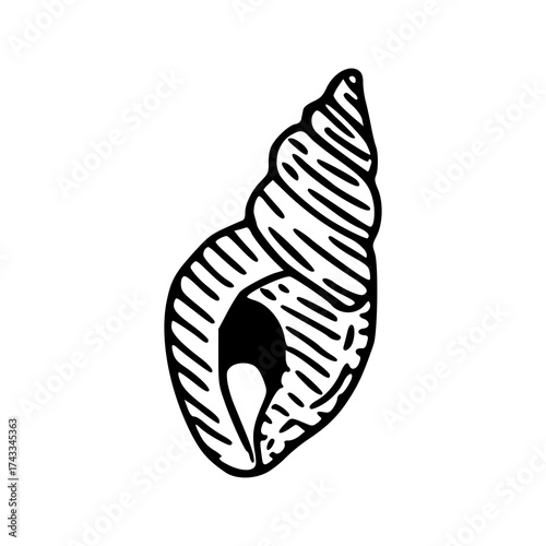vintage conch shell line art icon