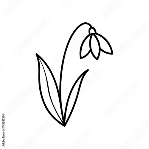 Simple snowdrop flower line drawing on transparent background