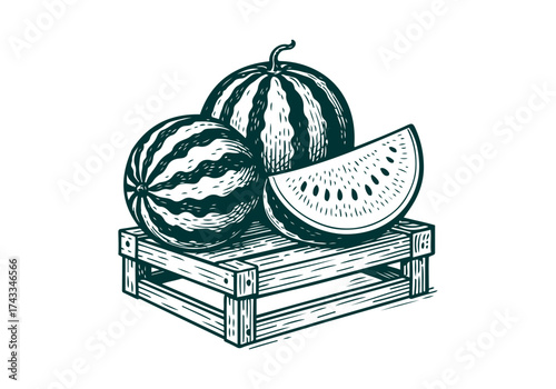 Watermelon hand drawn simple engraved vector illustration