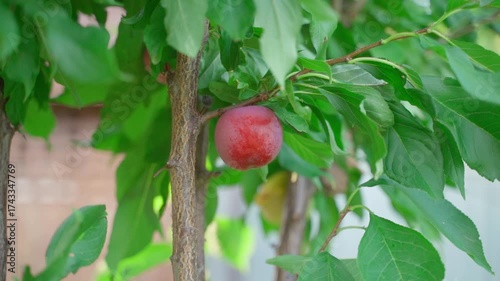 Red ripe plum on a tree branch, close-up