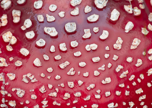 Close-up of the spotted part of a Fly agaric mushroom - Amanita muscaria