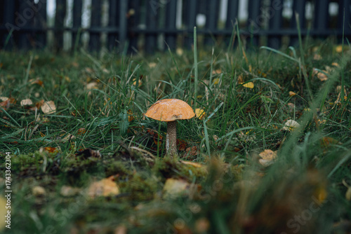 edible mushroom with red cap in the garden