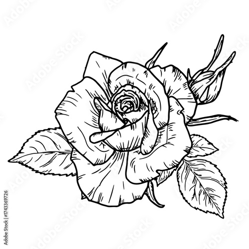 A rose with a bud and leaves, a garden flower, a black and white sketch. Vector illustration. A flower with delicate petals, isolated on white background. For postcards, invitations, textile printing
