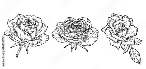 A rose with a bud and leaves, a garden flower, sketch. Vector illustration. A set of flowers with delicate petals, isolated on a white background. For postcards, invitations, textile printing