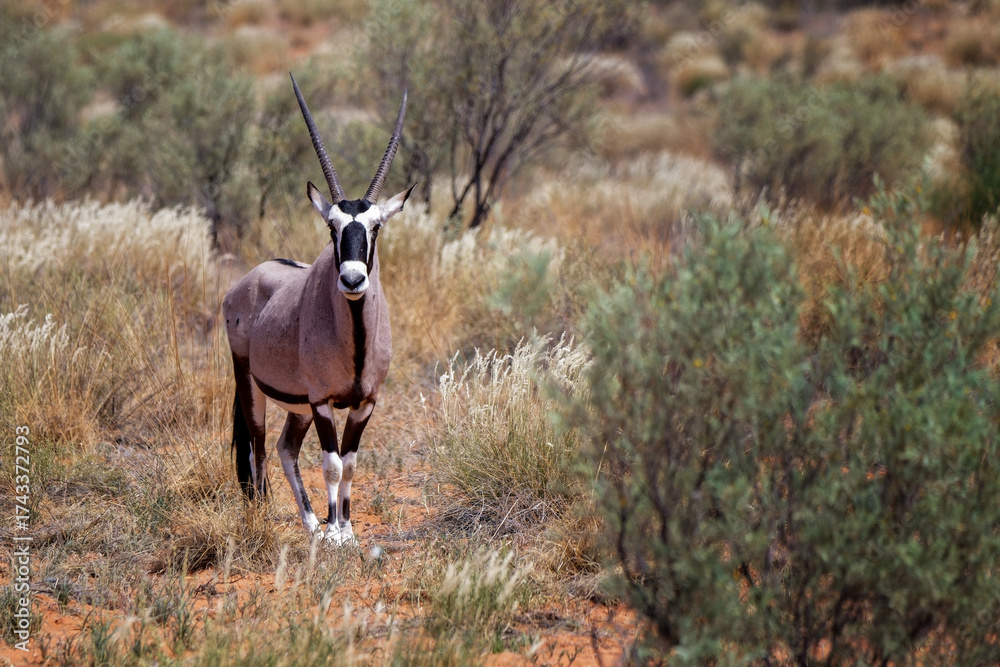 Fototapeta premium oryx in the wild