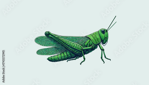 flat illustration of a cricket