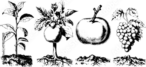 Plant illustration depicting apple and grape growth. Black and white vintage vector set showcasing natural botanical features in a simple design.