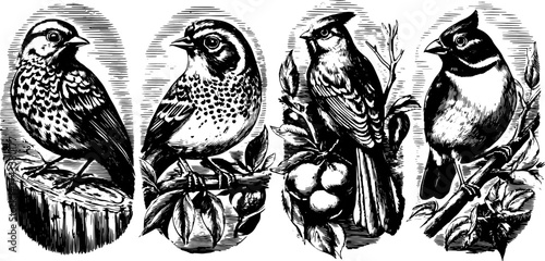 Bird engravings in vintage style. Hand-drawn outline illustration set featuring various species on a transparent background, vector illustration.