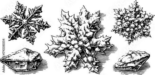 Engravings of vintage holly leaves and snowflakes. Hand-drawn vector illustration set, showcasing intricate details and classic style.