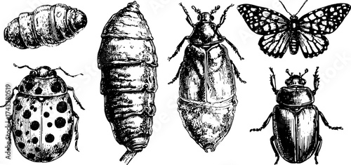 Antique bug engravings in vintage style. Detailed black outline illustrations showcasing various insects in a set for scientific vector representation.