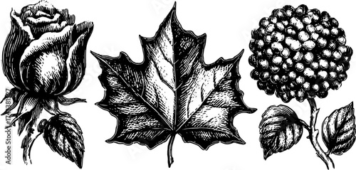 Vintage line drawing of floral elements featuring a rose, leaf, and spherical flower. Detailed black vector illustration set with an antique style.
