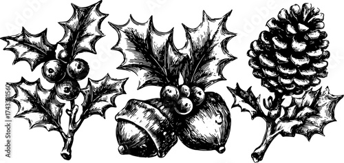 Holly and acorn illustrations in black outline. Vintage engraving vector set featuring pinecone and ornamental details in a decorative style.