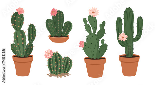 A collection of potted cactus plants with delicate pink flowers blooming on top.