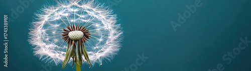 Close-Up of a Delicate Dandelion Seed Head Against a Soft Blue Background with Vibrant Details and Textures