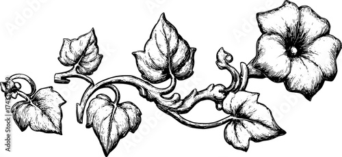 Black and white flower and leaf vine illustration. Detailed botanical vector set ideal for decorative purposes in various designs.