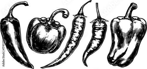 Illustration of various peppers, including red and green chilies. Simple vector graphic set of vegetables.