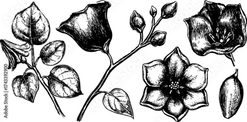 Flower illustration in vintage sketch style. Monochrome botanical drawing set ideal for decorative vector artwork.
