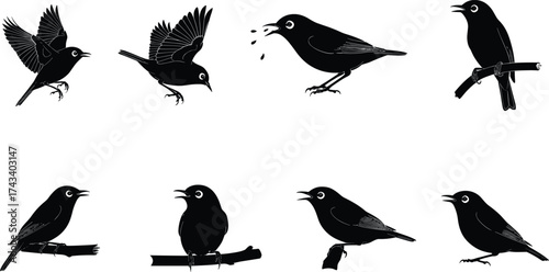Silhouette Vector Collection of Small Birds Flying, Perching, and Singing on Branches for Nature, Wildlife, and Birdwatching Designs