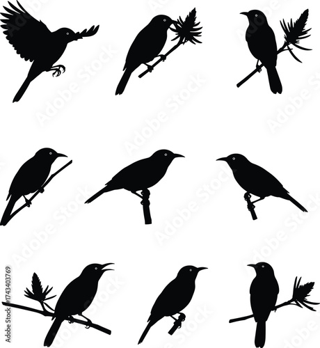 Silhouette vector of tropical sunbirds perched and flying on branches with flowers, perfect for nature, wildlife, and bird illustration design.