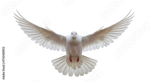 A white dove in flight with wings spread wide against a white background.