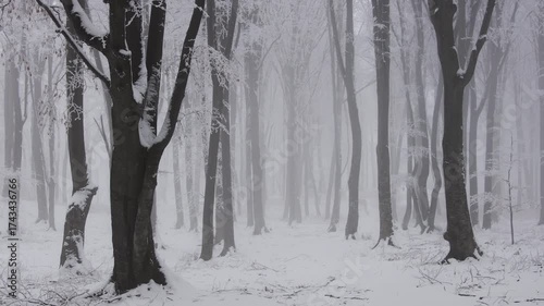 Fairytale forest covered in snow during a foggy day. Christmas forest