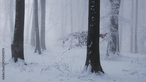 Frozen trees in foggy forest during cold winter day. Fairytale landscape