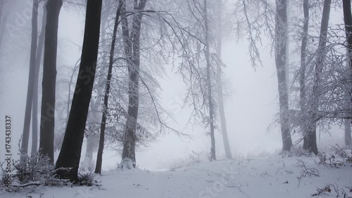 Frost and cold in snow covered foggy forest